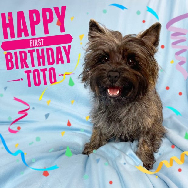 Toto’s Ozsome First Birthday!